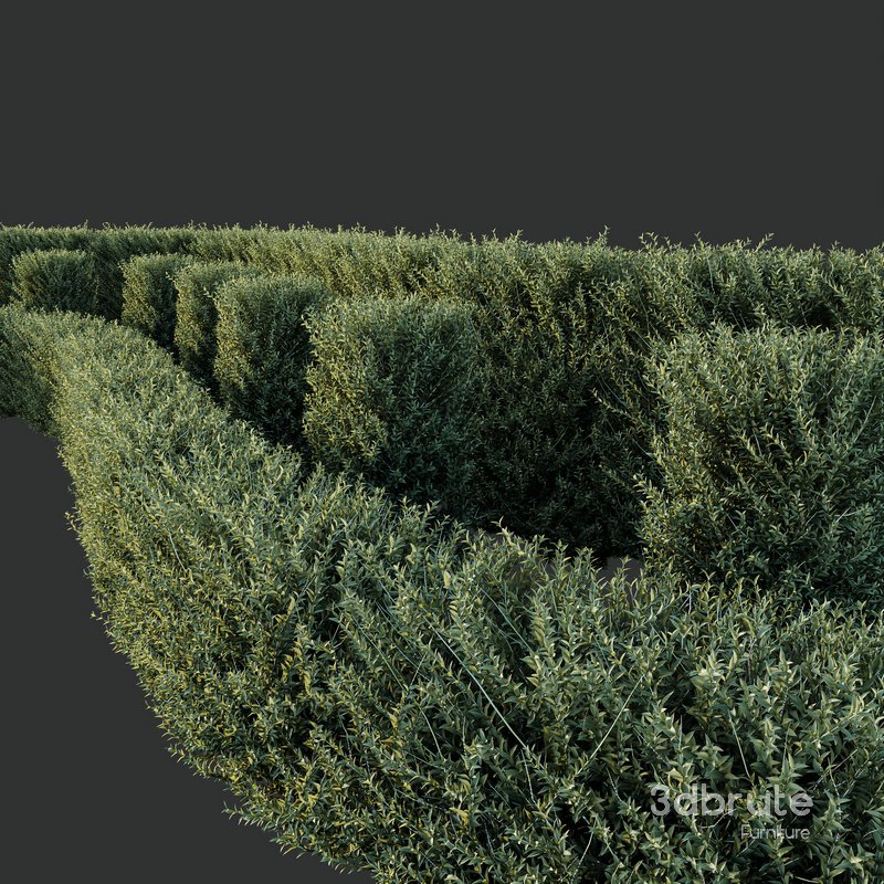 Plants Gray Box Westringia Fruticosa Coastal Rosemary Set03 Image 3