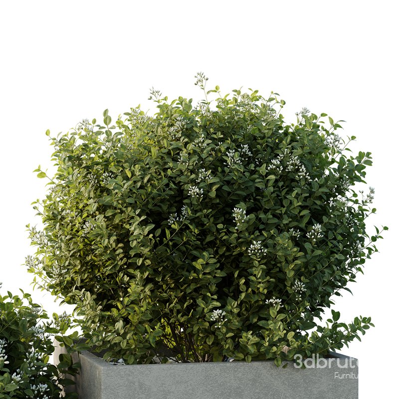 HQ Tree and bush garden box outdoor VOL 51 Image 2