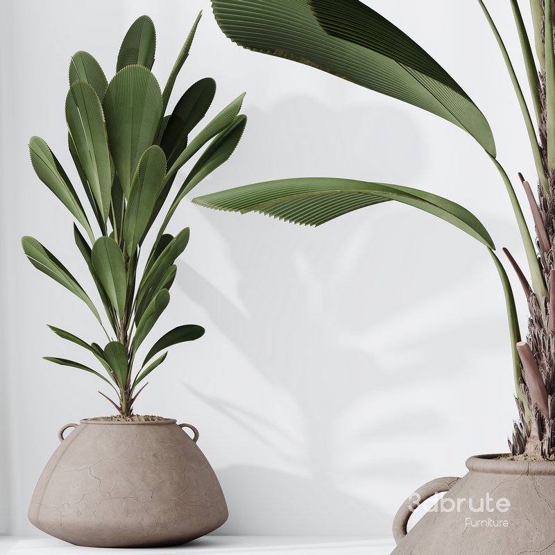 HQ HousePlants Licuala Grandis Ruffled Fan Palm Set02 Image 3