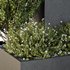 HQ Tree and bush garden box outdoor VOL 49 - Thumbnail 3