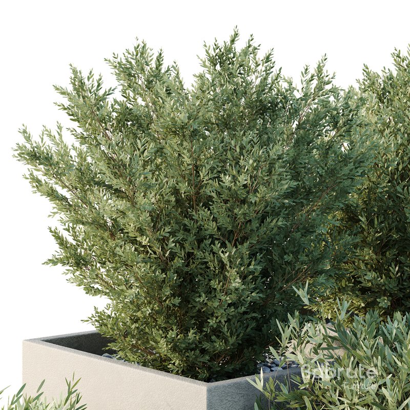 HQ Tree and bush garden box outdoor VOL 52 Image 3