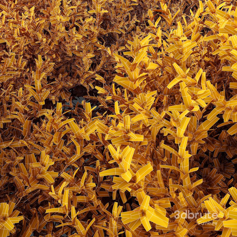 Gray Box Westringia Fruticosa Coastal Rosemary Image 3