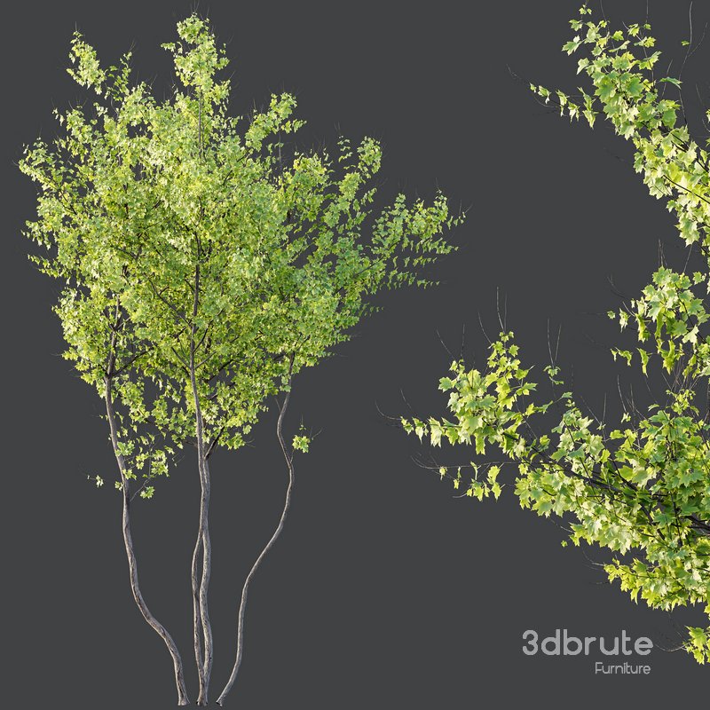 Plants Acer X freemanii Freeman Maple Sapindaceae Autumn Blaze Image 3