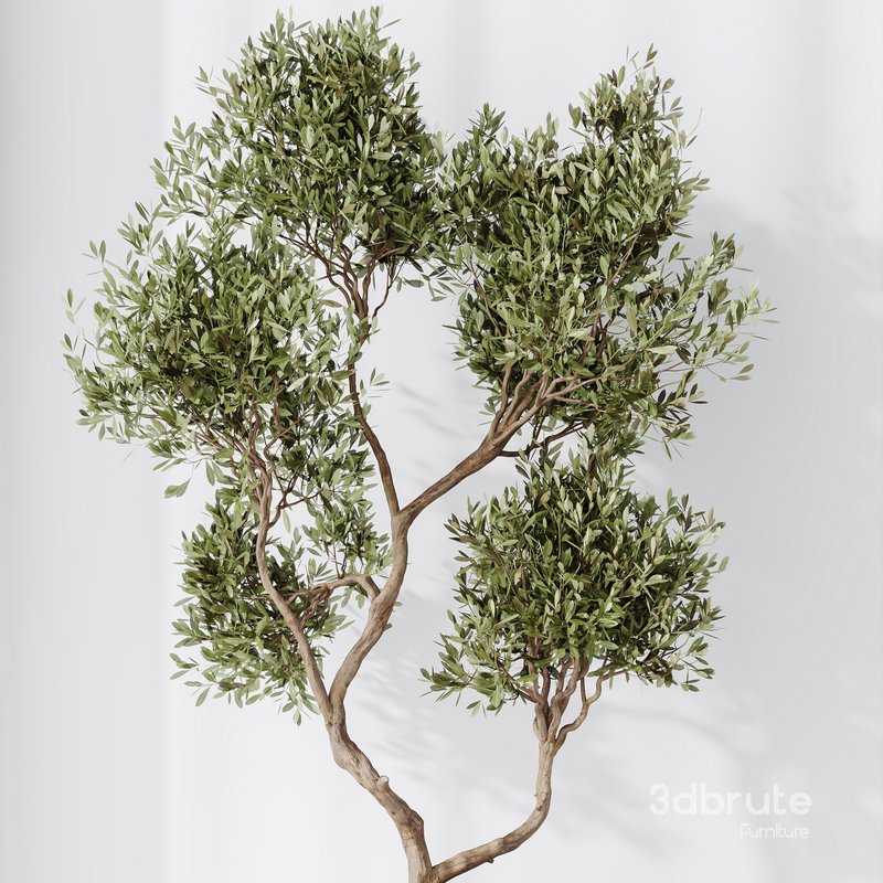 HousePlants Olive Artificial Olivo Olea Tree Set02 Image 3