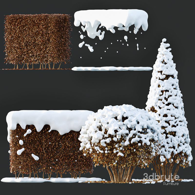 Dwarf Yaupon Holly Box Spherical Cone Winter 02 Image 2