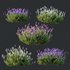 Plants Lavandula Pedunculata Atlantica Stoechas Subpedunculata - Thumbnail 3