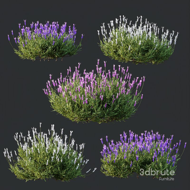 Plants Lavandula Pedunculata Atlantica Stoechas Subpedunculata Image 3