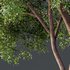 HQ Plants American Elm Tree - Thumbnail 2