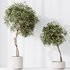 HousePlants Olive Artificial Olivo Olea Tree - Thumbnail 2
