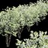 Amelanchier lamarckii4 - Thumbnail 2