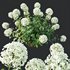 HQ Plants Smooth Wild Hydrangea Arborescens Annabelle - Thumbnail 3