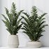 HousePlants ZZ Zamioculcas Zamiifolia Araceae Set02 - Thumbnail 3