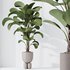 HousePlants Licuala Grandis Ruffled Fan Palm Set02 - Thumbnail 3
