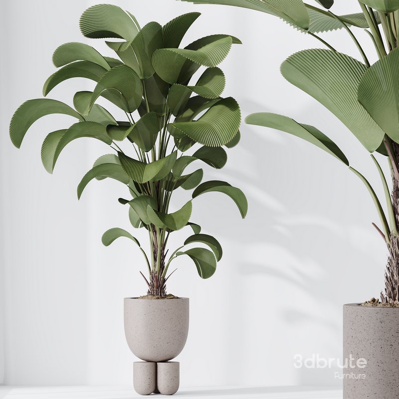 HousePlants Licuala Grandis Ruffled Fan Palm Set02 Image 3