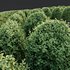 HQ Plants Ligustrum Ovalifolium Argenteum Aureum Hedge - Thumbnail 4