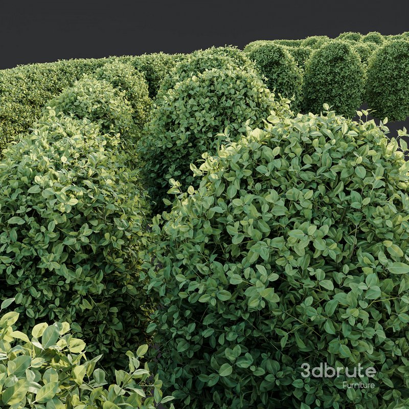 HQ Plants Ligustrum Ovalifolium Argenteum Aureum Hedge Image 4