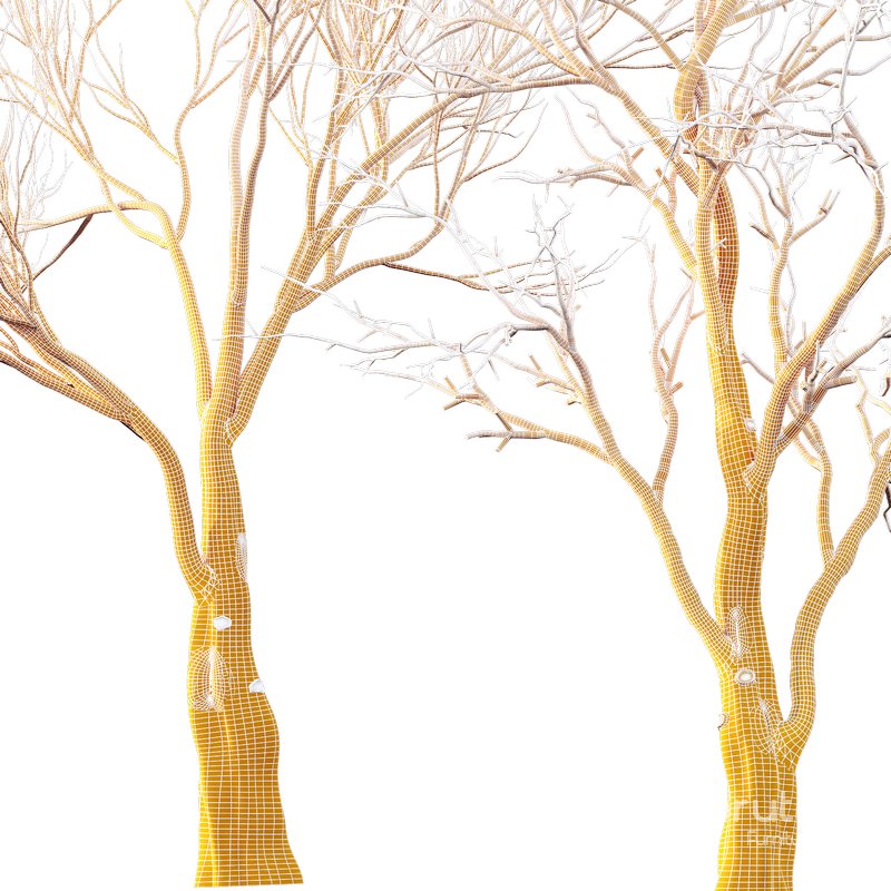 Dry Or Dead Tree 02 Image 3