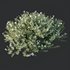 HQ Plants Gray Box Westringia Fruticosa Coastal Rosemary Flower - Thumbnail 2