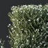 HQ Plants Gray Box Westringia Fruticosa Coastal Rosemary Flower Set03 - Thumbnail 2