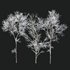 Ulmus changii and Acer Saccharinum Winter snow trees - Thumbnail 2