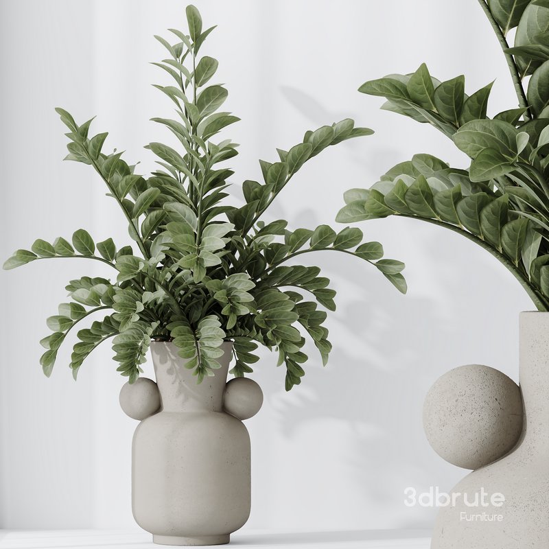 HQ HousePlants ZZ Zamioculcas Zamiifolia Araceae Image 3