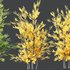 HQ Plants Acer X freemanii Freeman Maple Sapindaceae Autumn Blaze Set03 - Thumbnail 3