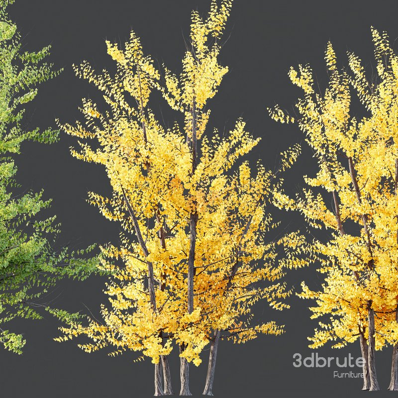 HQ Plants Acer X freemanii Freeman Maple Sapindaceae Autumn Blaze Set03 Image 3