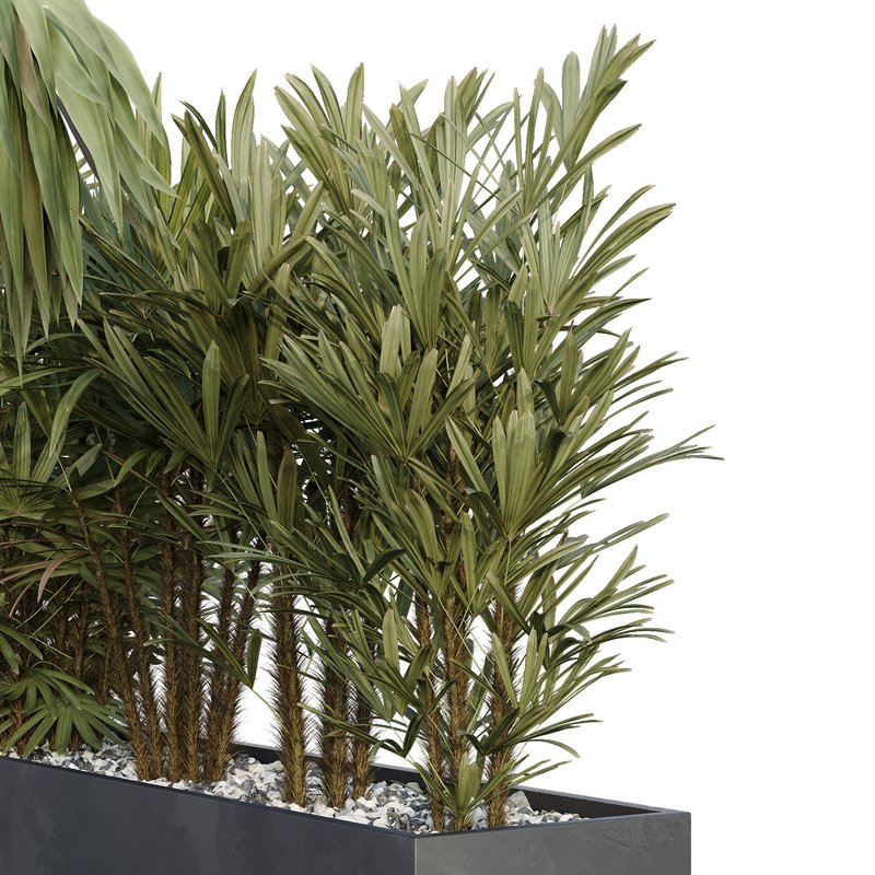 HQ Tree and bush garden box outdoor VOL 45 Image 3