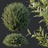 HQ Plants Gray Box Westringia Fruticosa Coastal Rosemary Set02 - Thumbnail 3