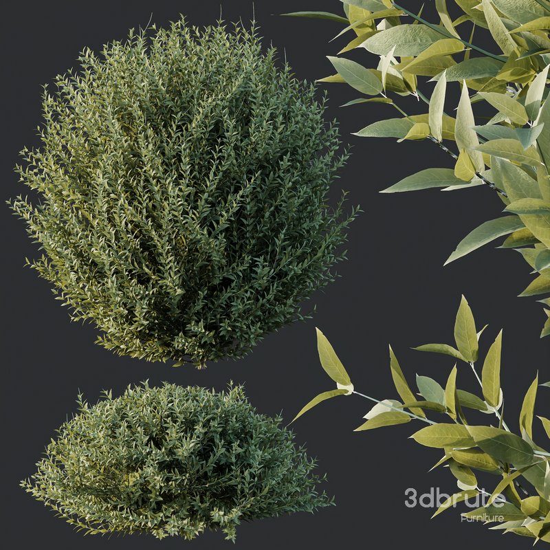 HQ Plants Gray Box Westringia Fruticosa Coastal Rosemary Set02 Image 3