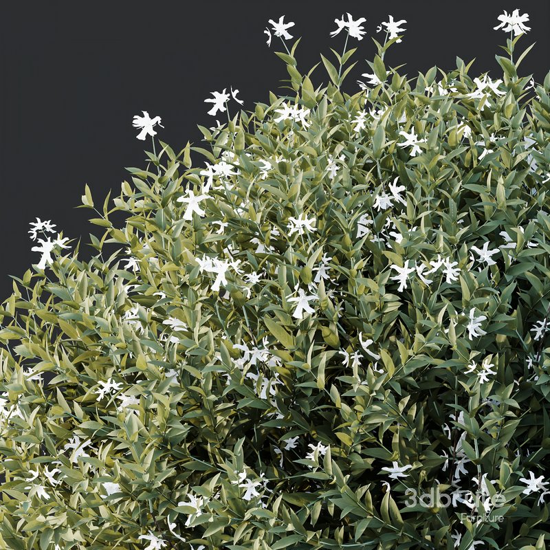 Plants Gray Box Westringia Fruticosa Coastal Rosemary Flower Set02 Image 3
