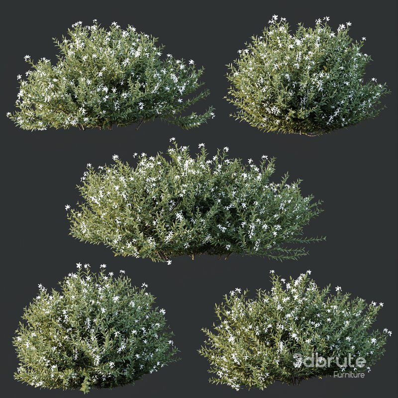HQ Plants Gray Box Westringia Fruticosa Coastal Rosemary Flower Image 4