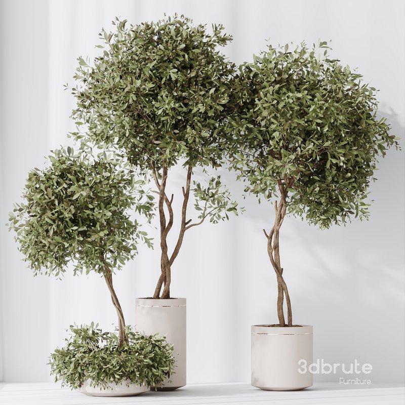 HousePlants Olive Artificial Olivo Olea Tree Image 4