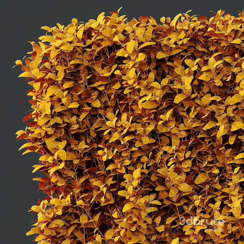 HQ Plants Ligustrum Ovalifolium Argenteum Aureum Box Hedge Image 4