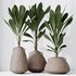 HQ HousePlants Licuala Grandis Ruffled Fan Palm Set02 - Thumbnail 4
