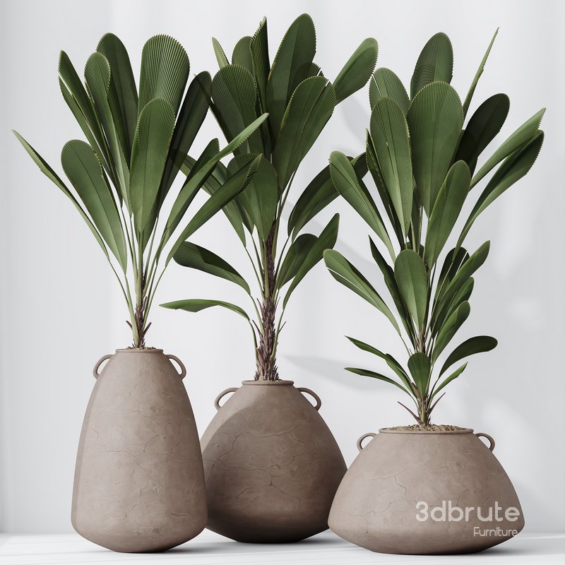 HQ HousePlants Licuala Grandis Ruffled Fan Palm Set02 Image 4