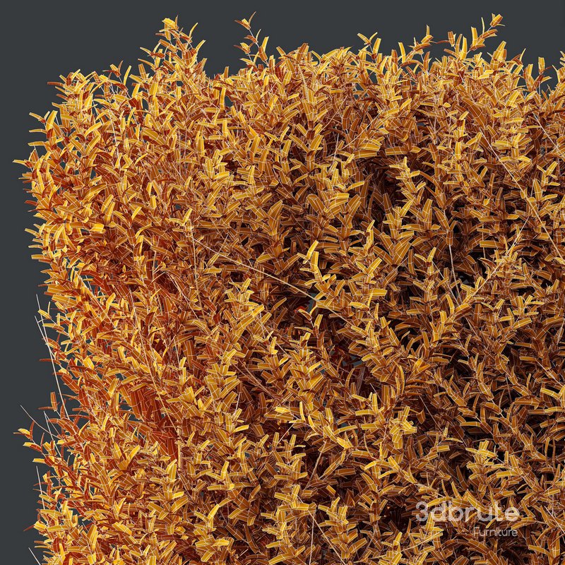 Plants Gray Box Westringia Fruticosa Coastal Rosemary Set03 Image 4