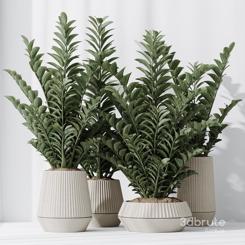 HousePlants ZZ Zamioculcas Zamiifolia Araceae Set02 Image 4