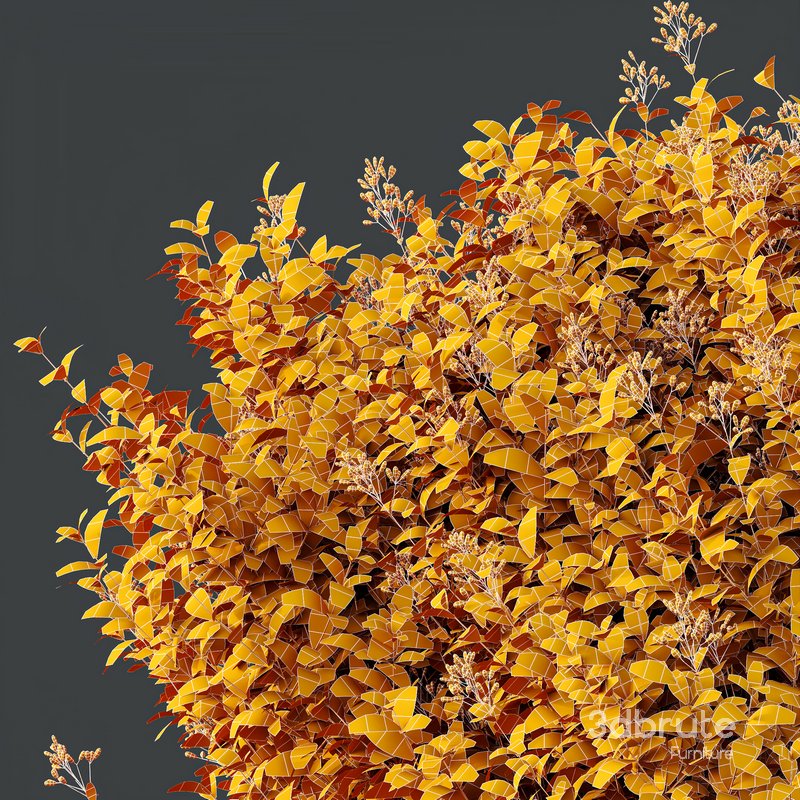 HQ Plants Stipa Tenuissima Ostnica Mocna Pony Tails Image 4