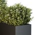 HQ Tree and bush garden box outdoor VOL 50 - Thumbnail 4