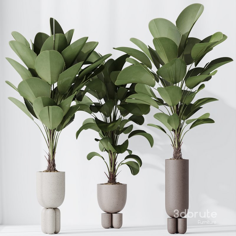 HousePlants Licuala Grandis Ruffled Fan Palm Set02 Image 4