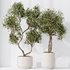 HousePlants Olive Artificial Olivo Olea Tree Set02 - Thumbnail 4