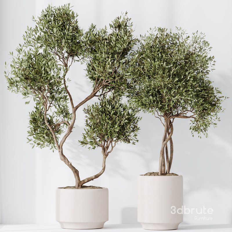 HousePlants Olive Artificial Olivo Olea Tree Set02 Image 4