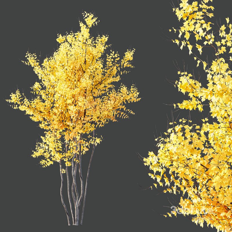 Plants Acer X freemanii Freeman Maple Sapindaceae Autumn Blaze Image 4