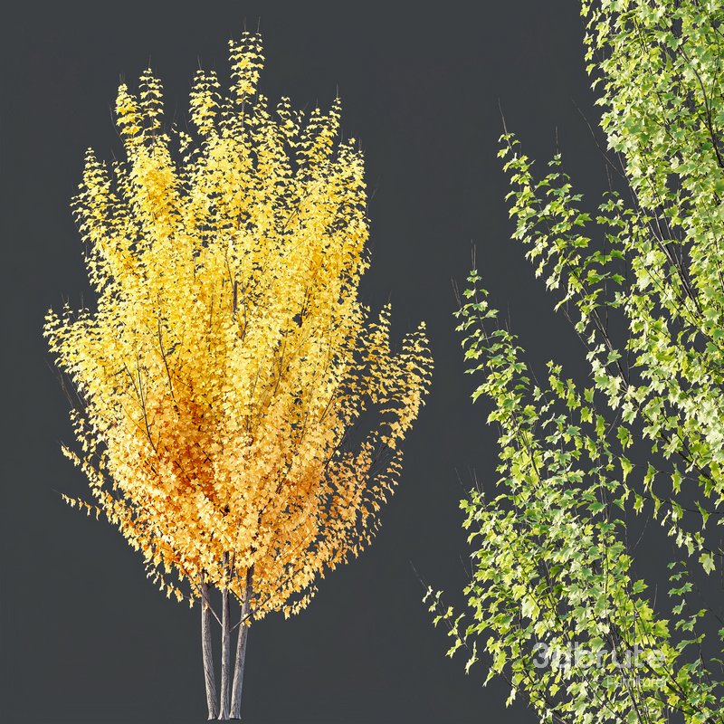 Plants Acer X_freemanii Freeman Maple Sapindaceae Autumn Blaze Set02 Image 4