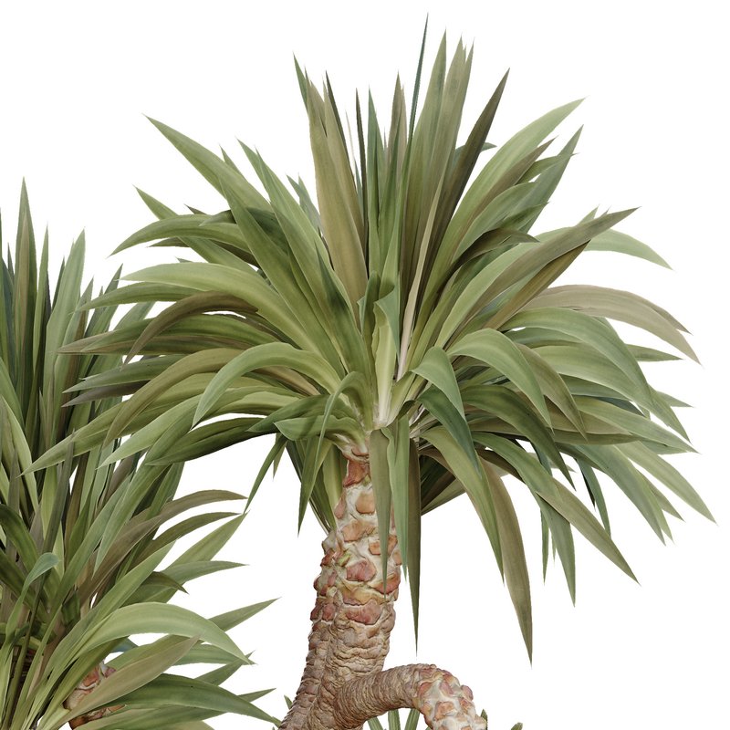 HQ Tree and bush garden box outdoor VOL 45 Image 4