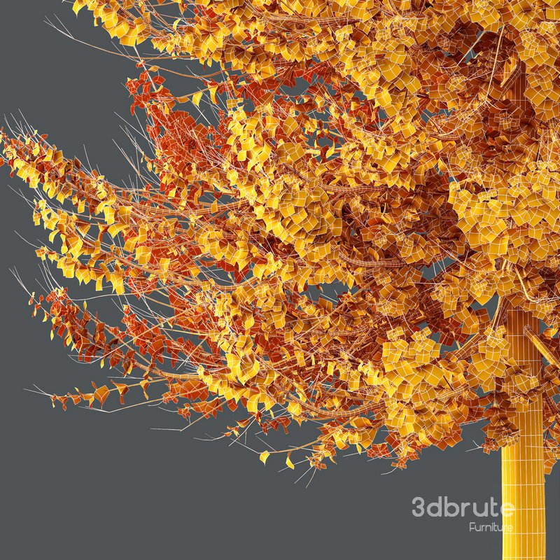 Plants Acer X freemanii Freeman Maple Sapindaceae Umbrella Set02 Image 4