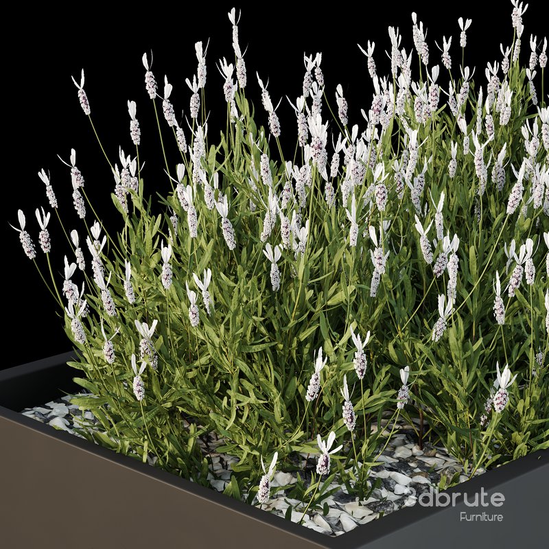 HQ Tree and bush garden box outdoor VOL 53 Image 4