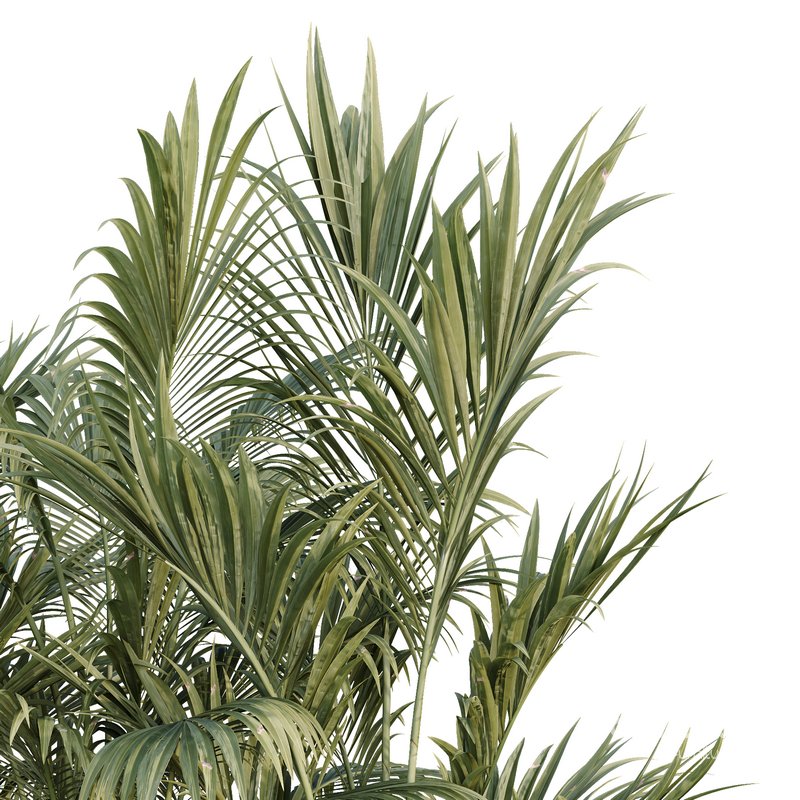 HQ Tree and bush garden box outdoor VOL 44 Image 4