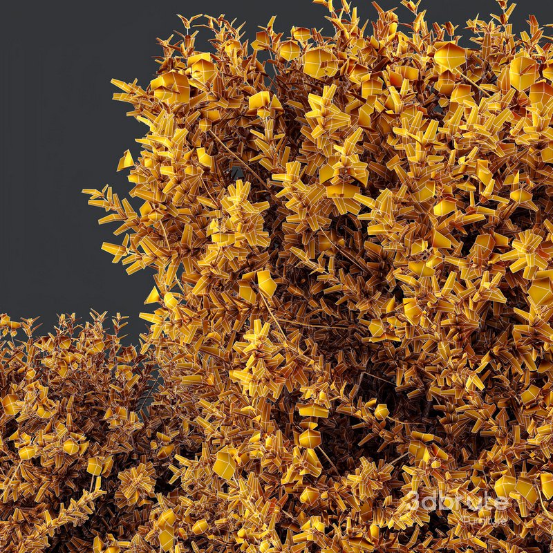 HQ Plants Gray Box Westringia Fruticosa Coastal Rosemary Flower Set03 Image 4